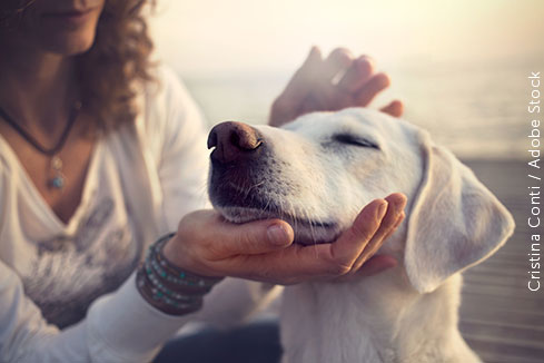 Animais de estimação: um conceito jurídico em transformação no Brasil Noticias do STJ